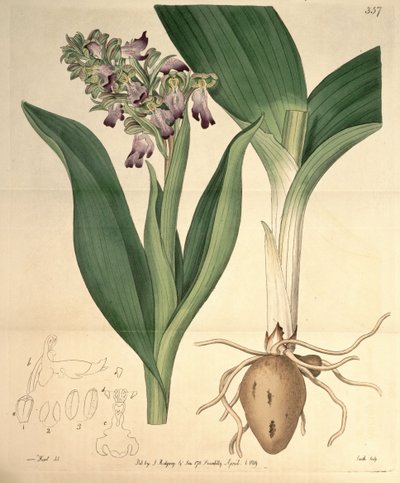 Ilustración de Barlia robertiana (como sin. Orchis longibracteata Biv.) de M. Hart